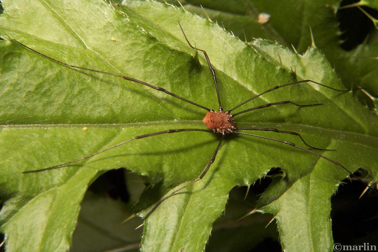 Daddy Longlegs: Arachnids, but Not Spiders