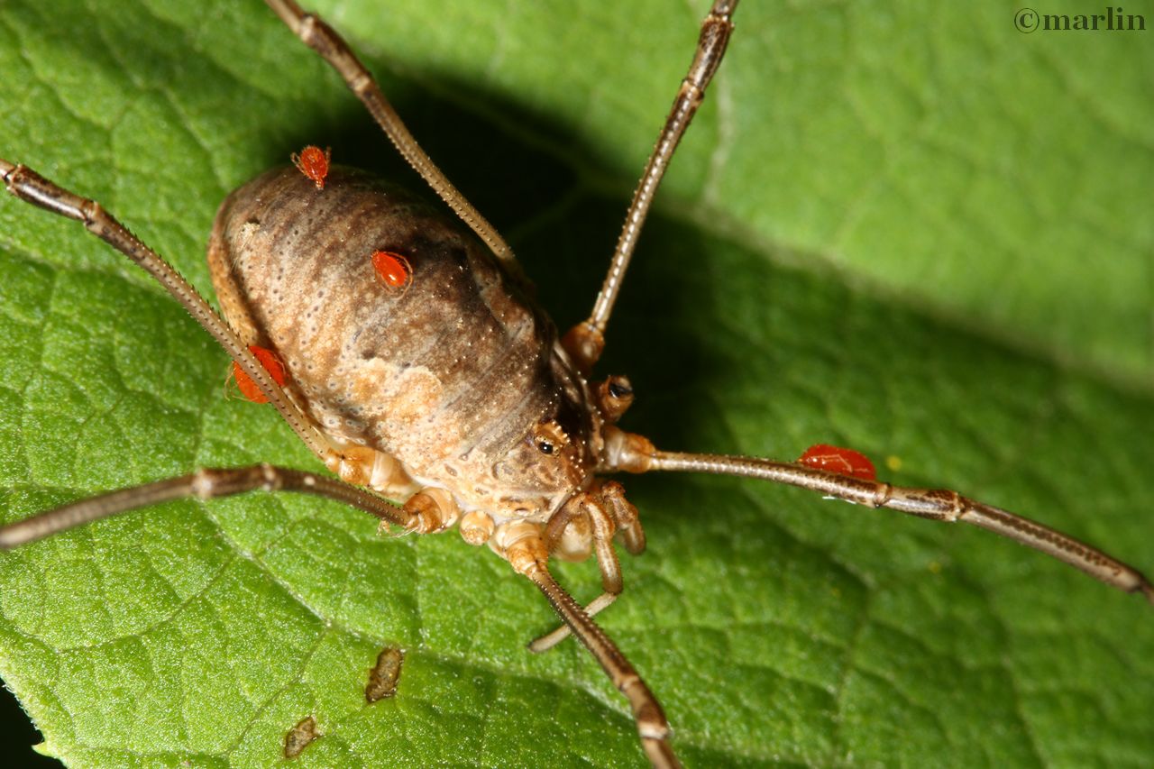 Daddy-long-legs with babies : r/spiders