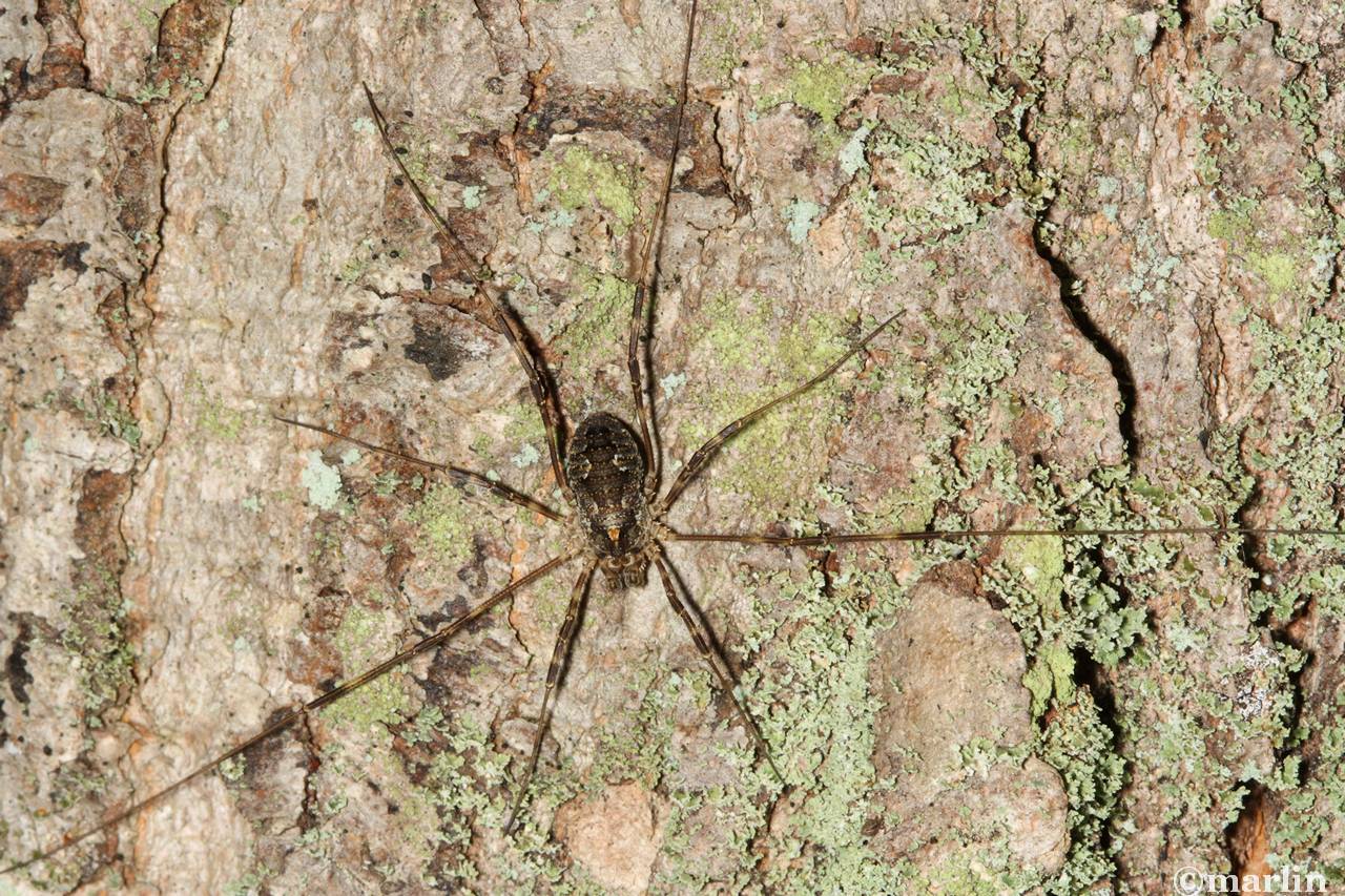 Harvestman Odellius pictus