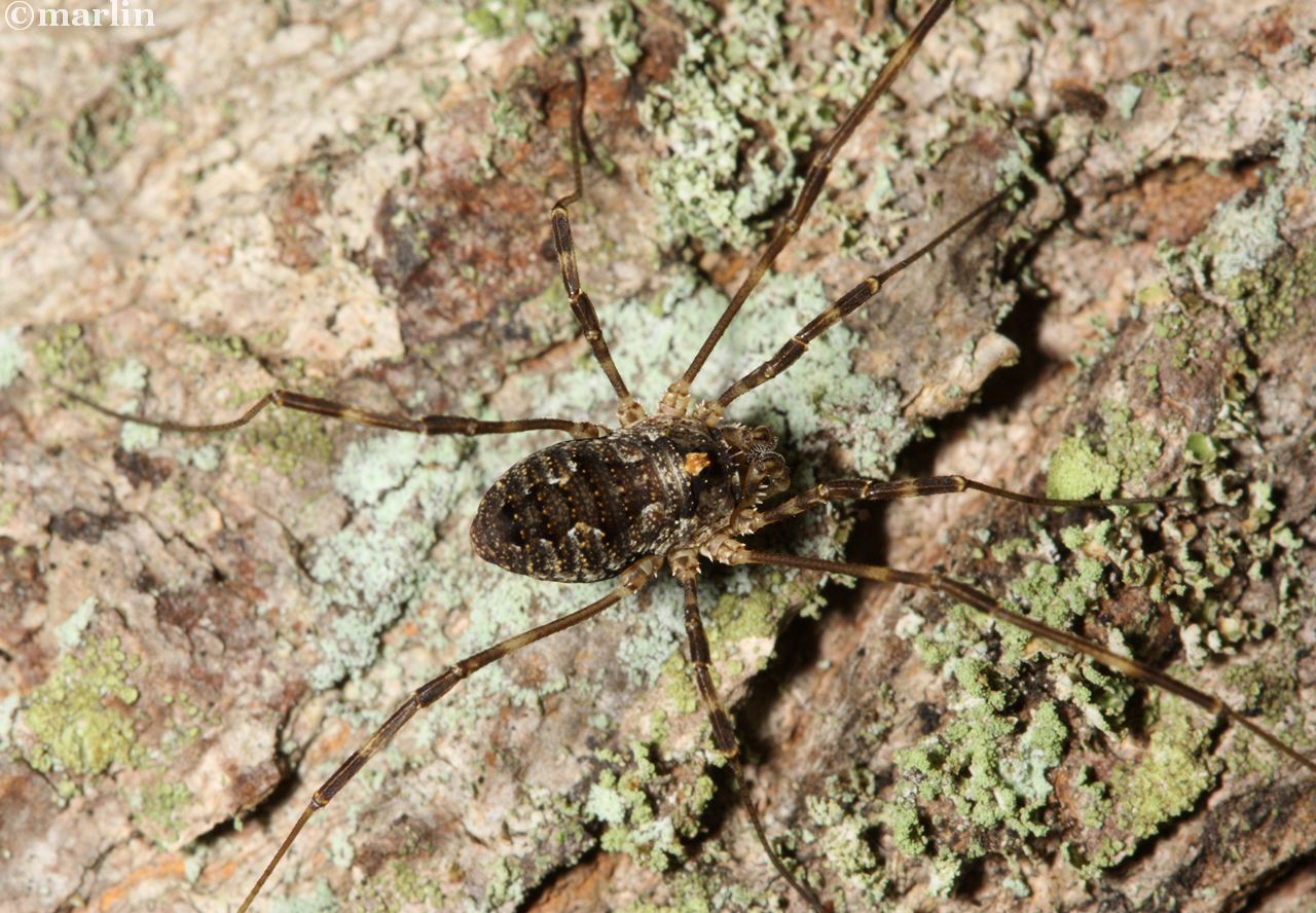 Odellius pictus