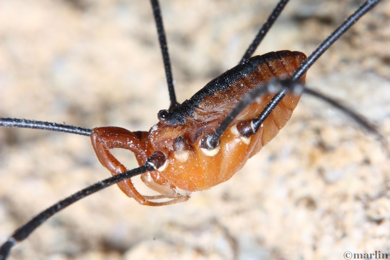 color photo extreme close up Harvestman dorsal