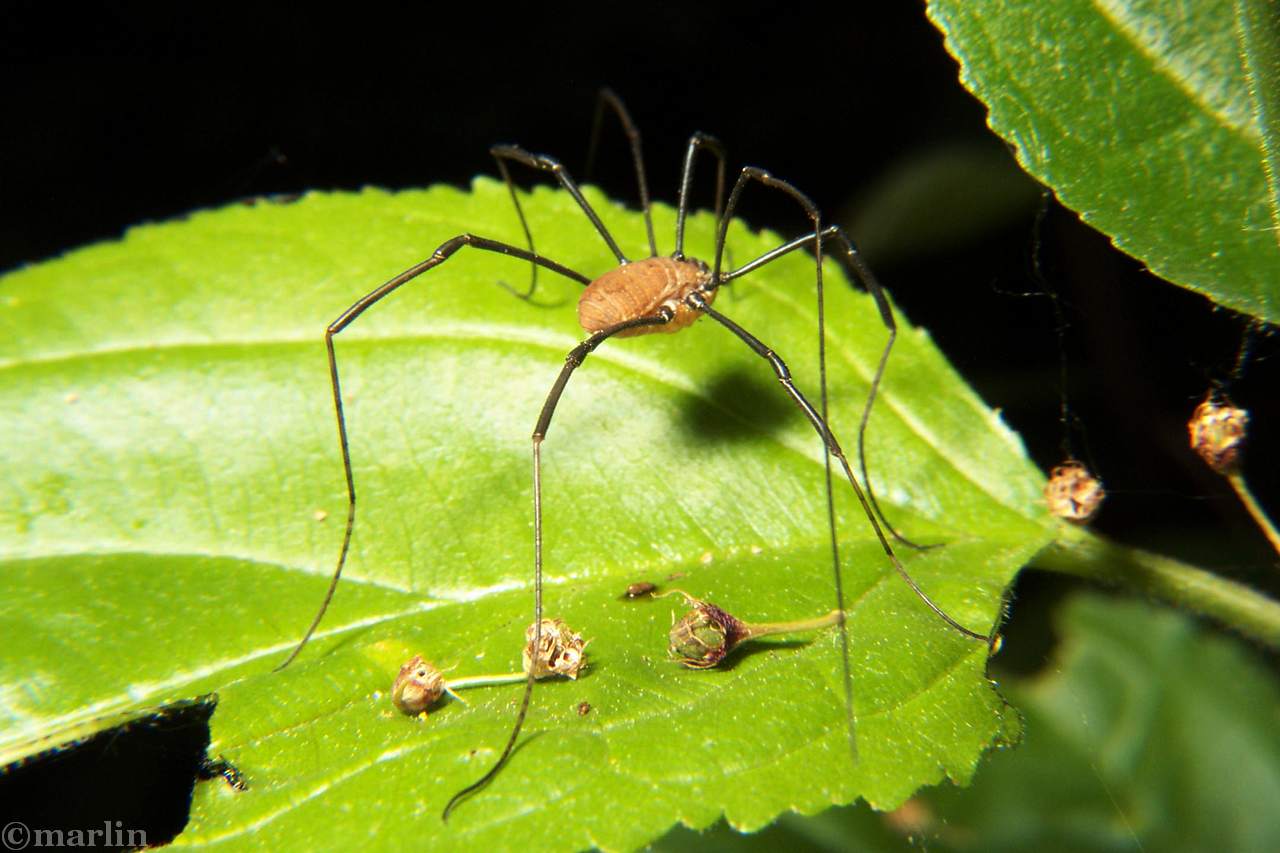 Daddy Long-Legs Spider (Harvestman)