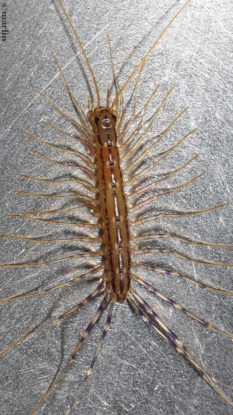 House Centipede