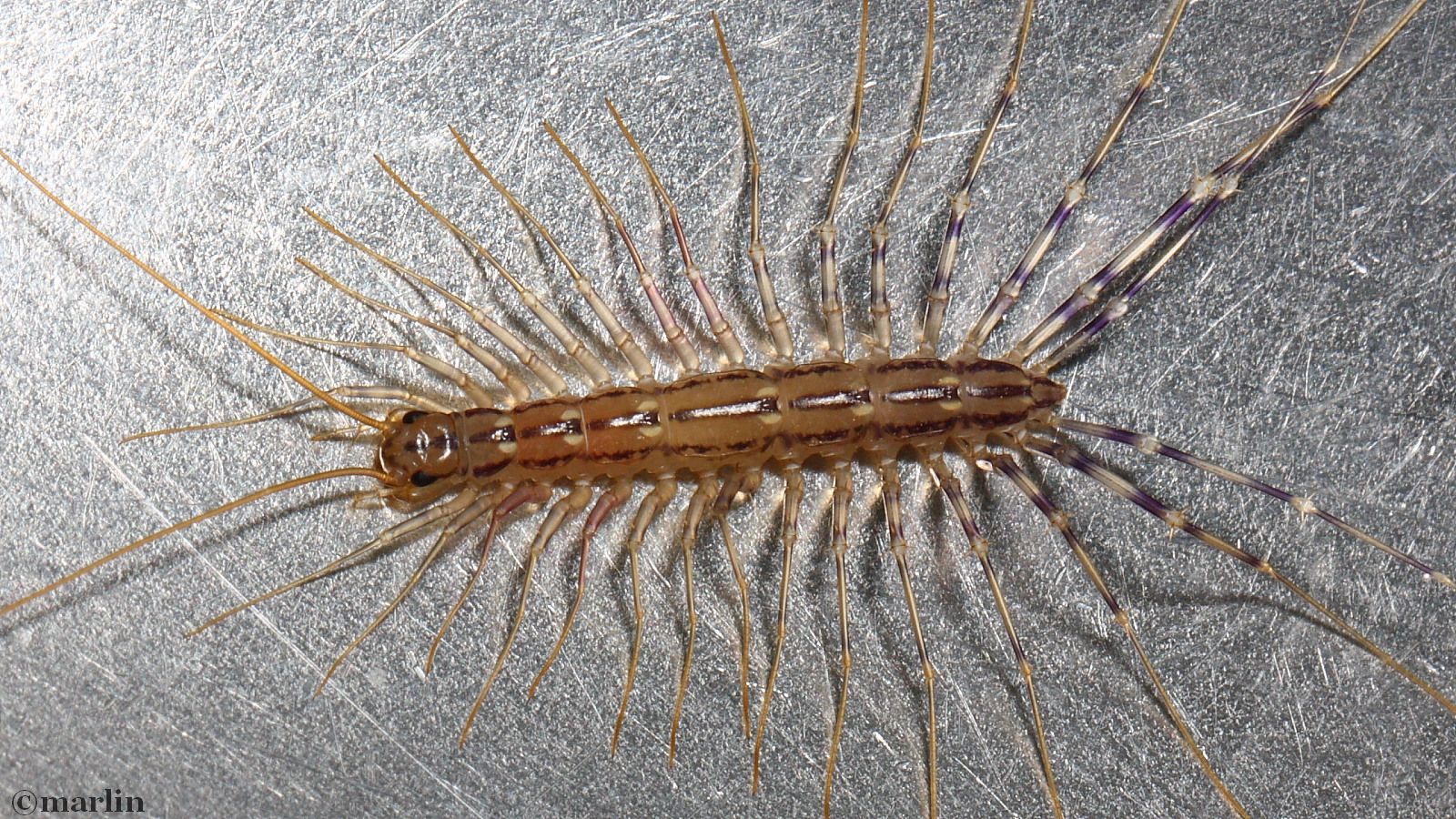 Millipedes and Centipedes - North American Insects & Spiders