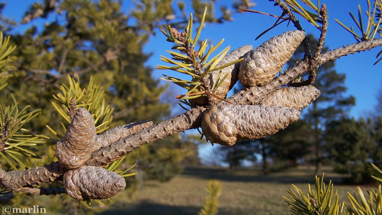 color photo Jack pine cones