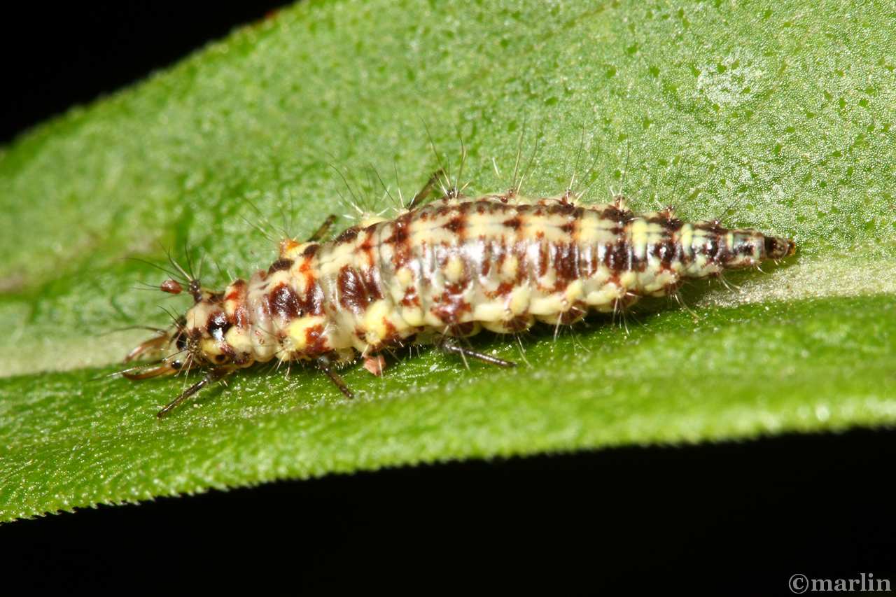 extreme closeup color photograph of green lacewing larva