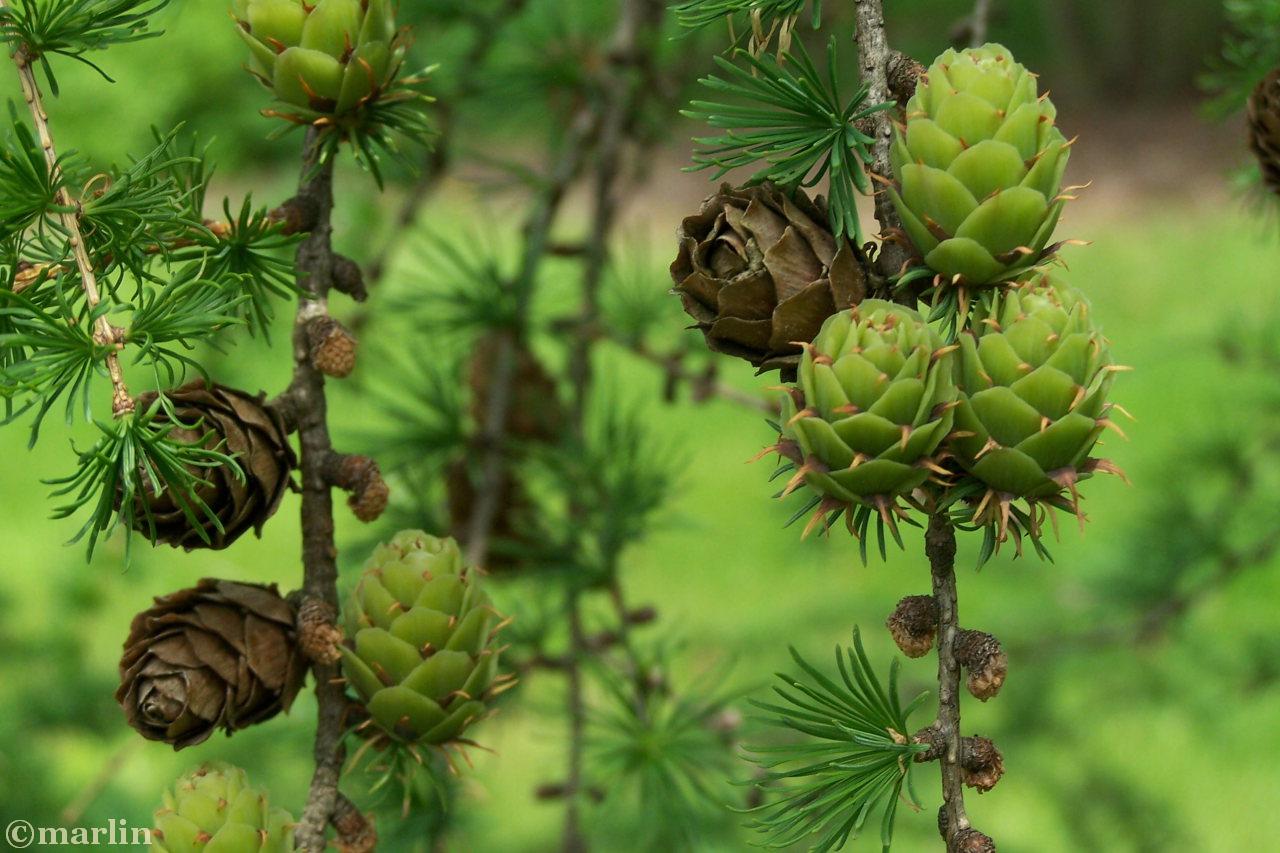 color photo Prince Rupert Larch Cones