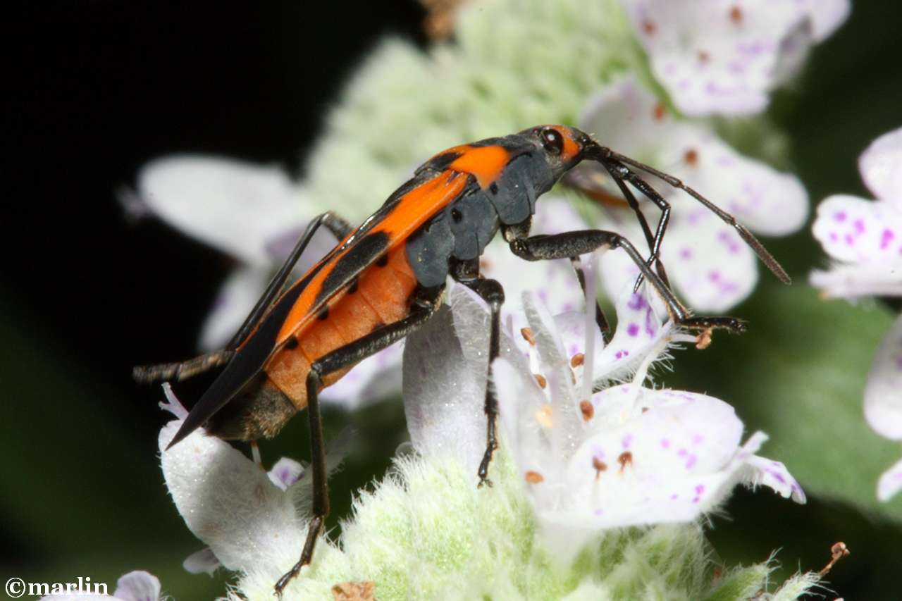 color photo large milkweed bug lateral view