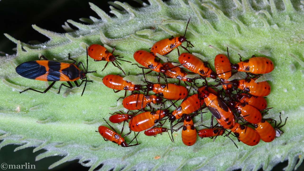 color photo large milkweed bug adults and nymphs