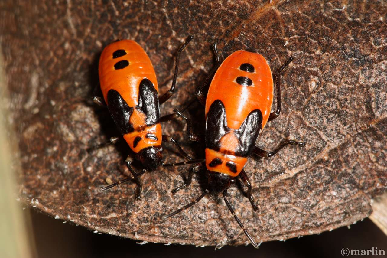 color photo two large milkweed bug nymphs