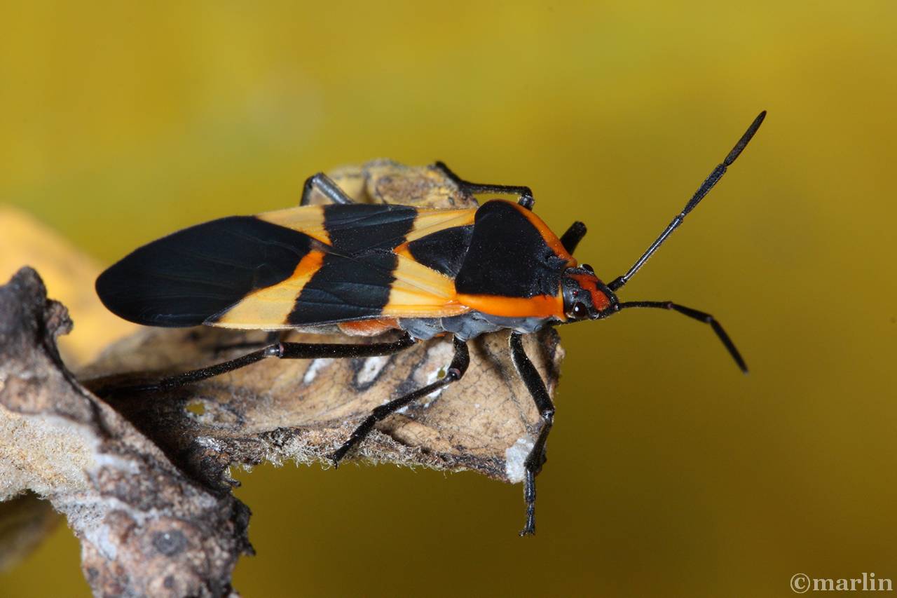 color photo large milkweed bug adult