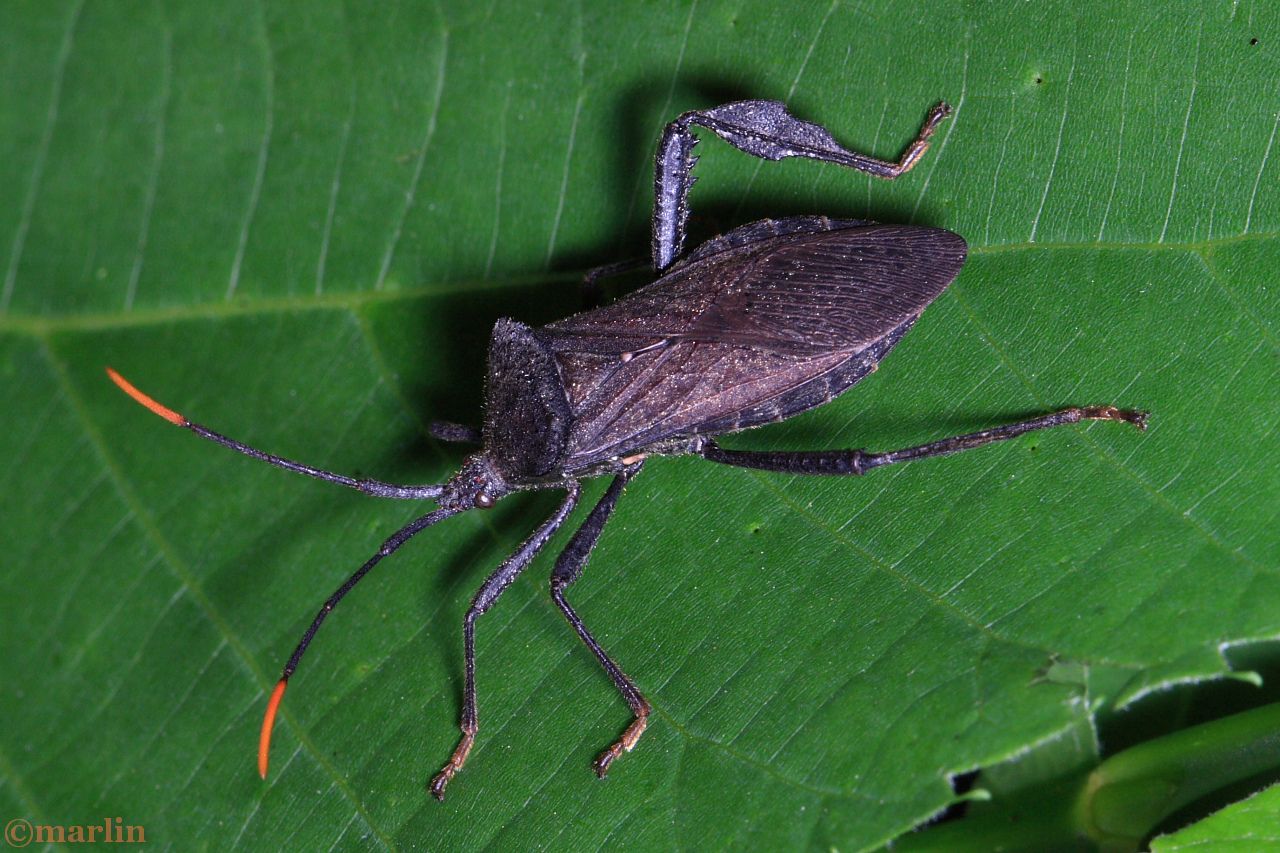 Leaf-Footed Bugs - North American Insects & Spiders