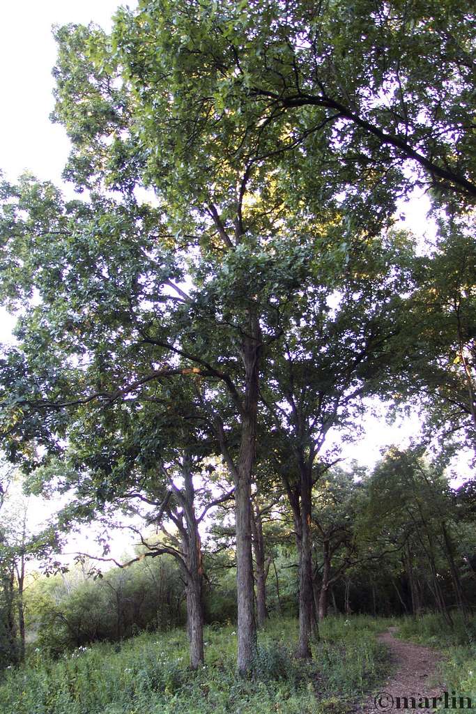 Shagbark Hickory North American Insects & Spiders