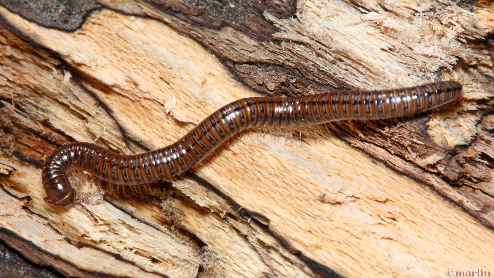 millipede