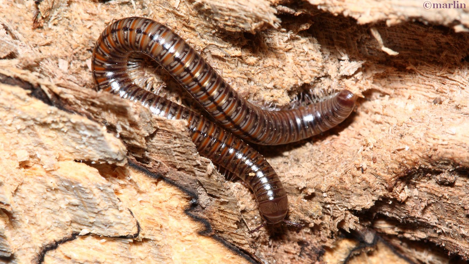 millipede