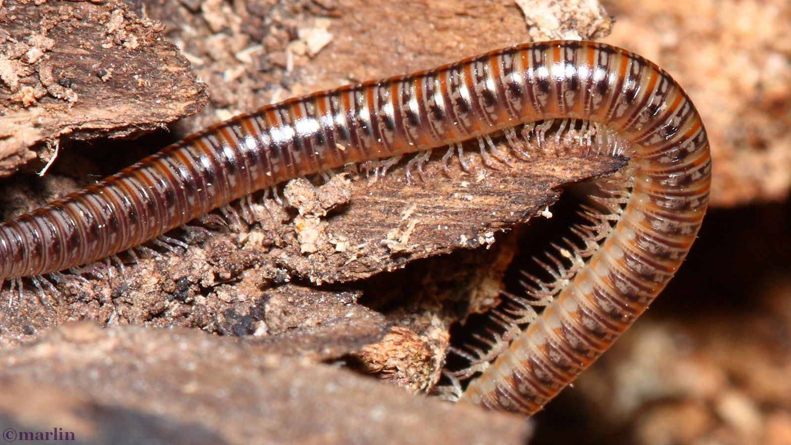 Millipede