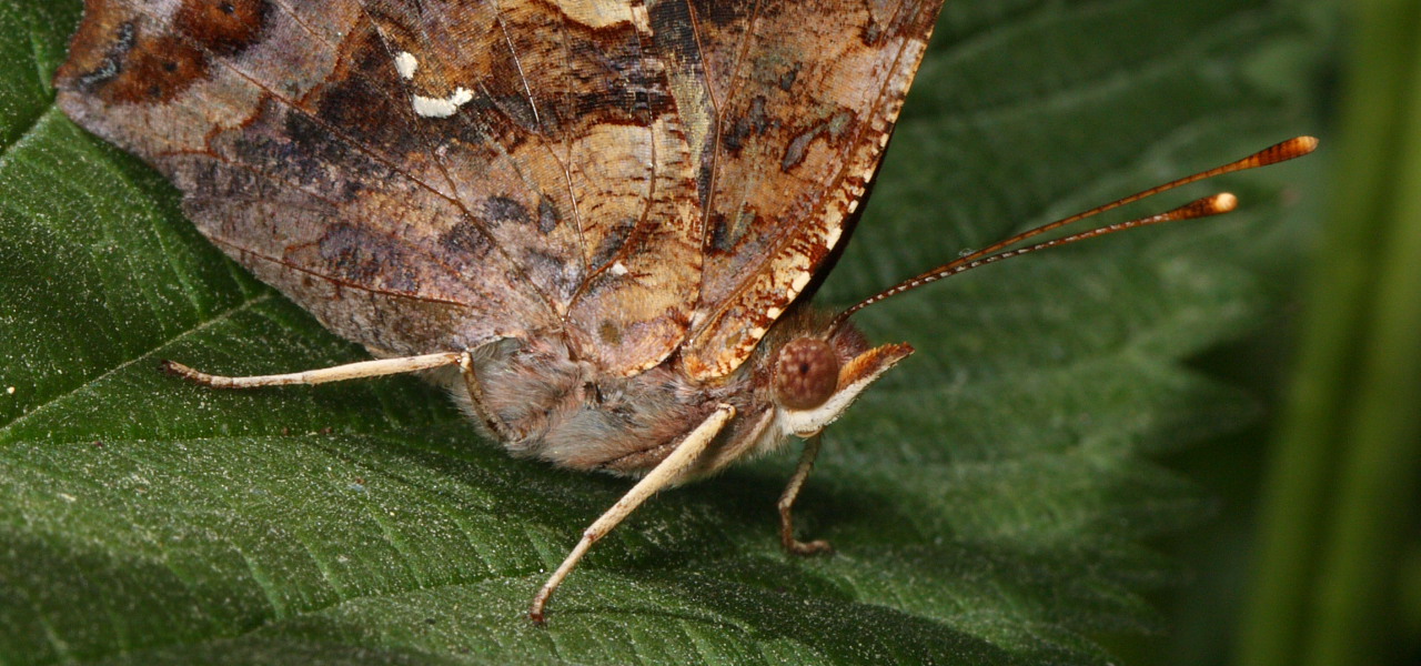 Question Mark Butterfly North American Insects & Spiders