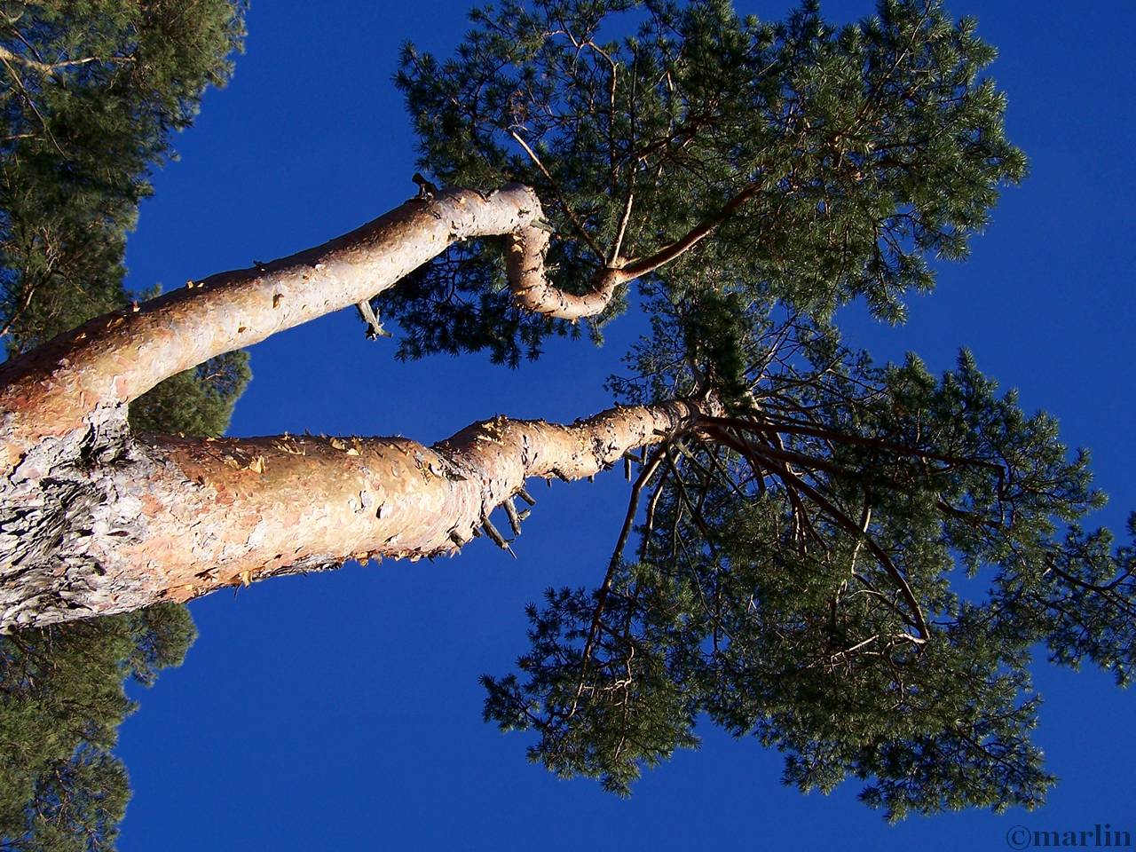 color photo Scots Pine