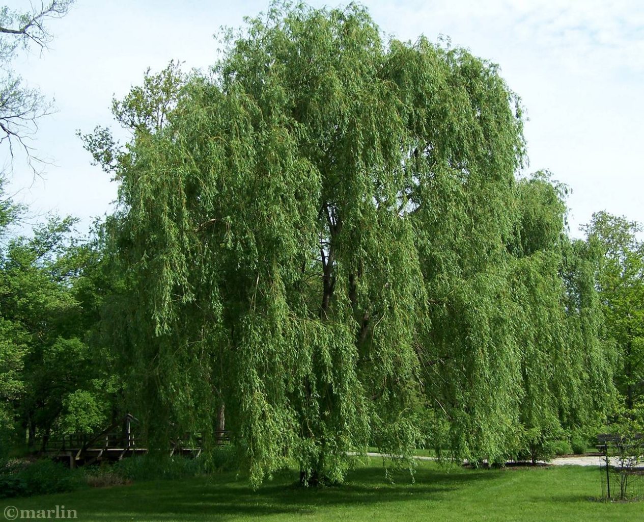 Golden Weeping Willow North American Insects & Spiders