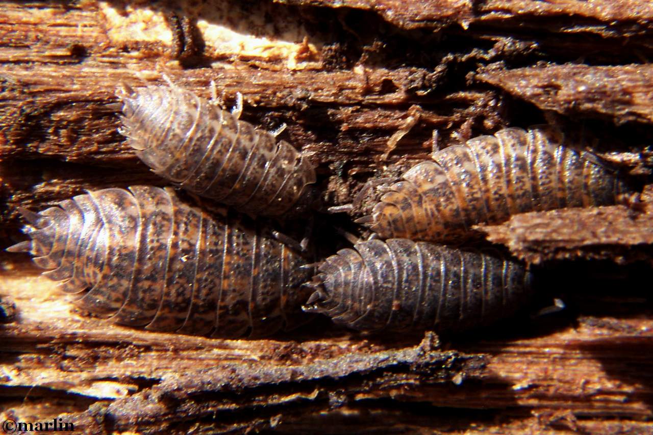 Pill Bugs and Woodlice North American Insects & Spiders