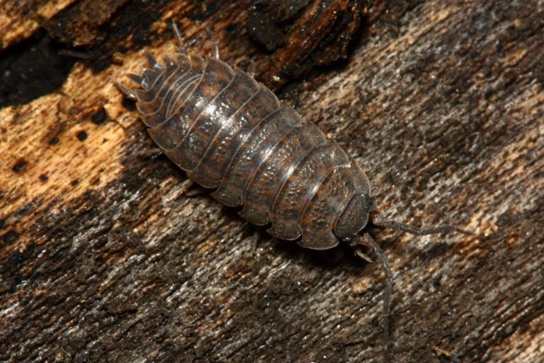 Pill Bugs and Woodlice North American Insects & Spiders