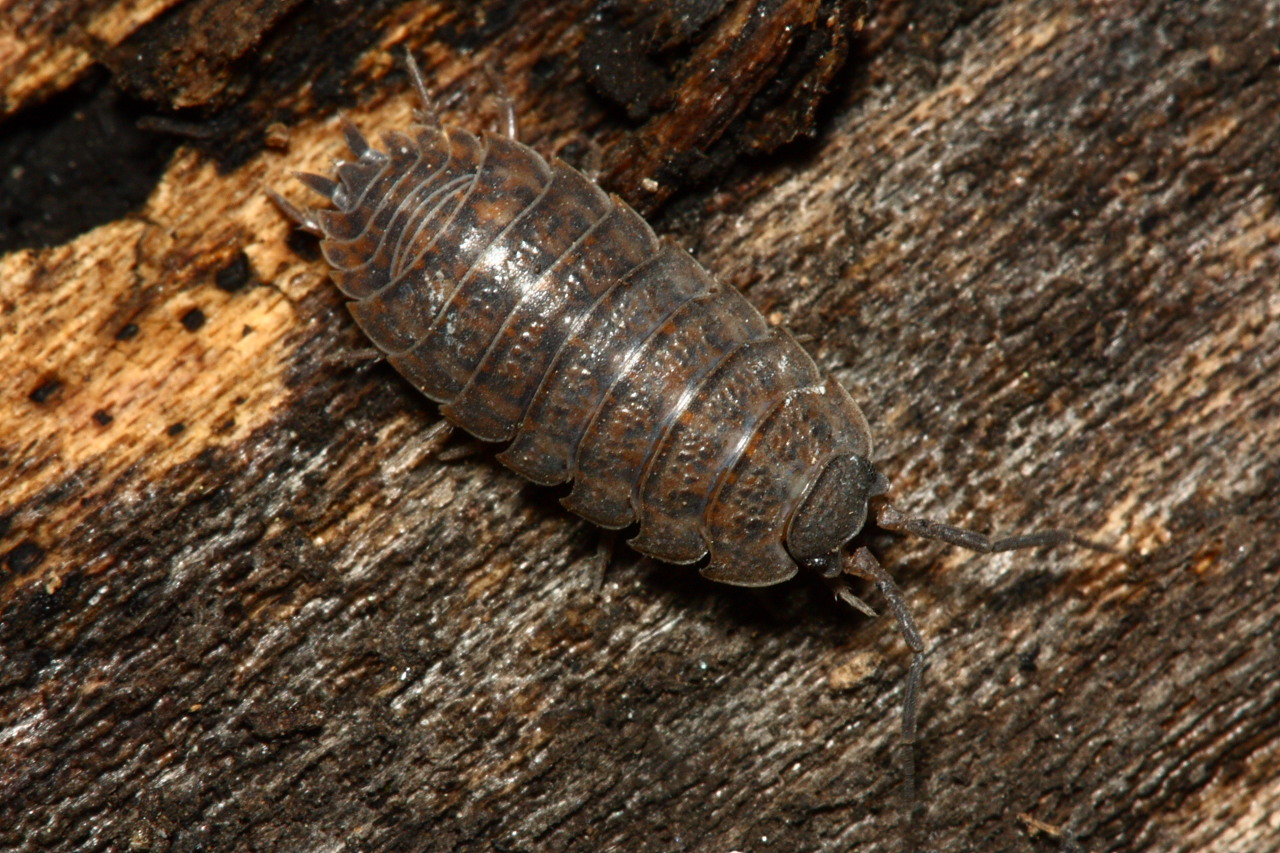 Pill Bugs and Woodlice North American Insects & Spiders