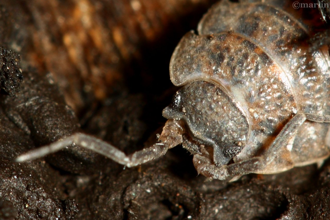 Pill Bugs and Woodlice North American Insects & Spiders