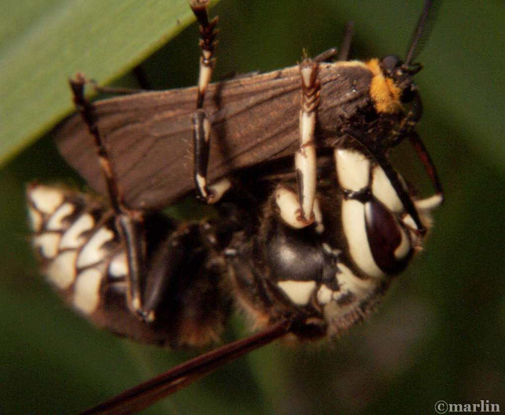 bald-faced-hornet-attacks-scape-moth