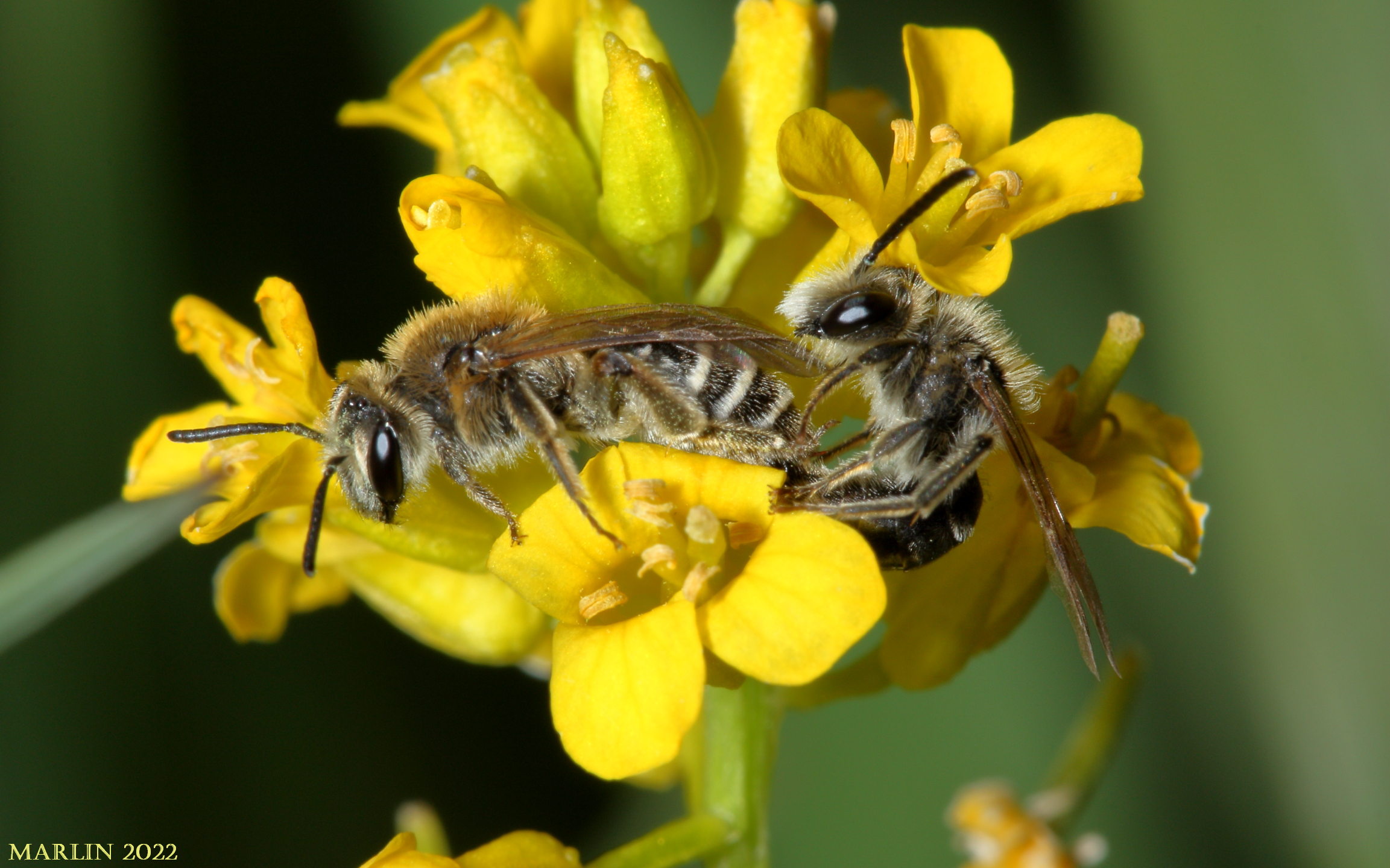 Andrenid bee royalty mating