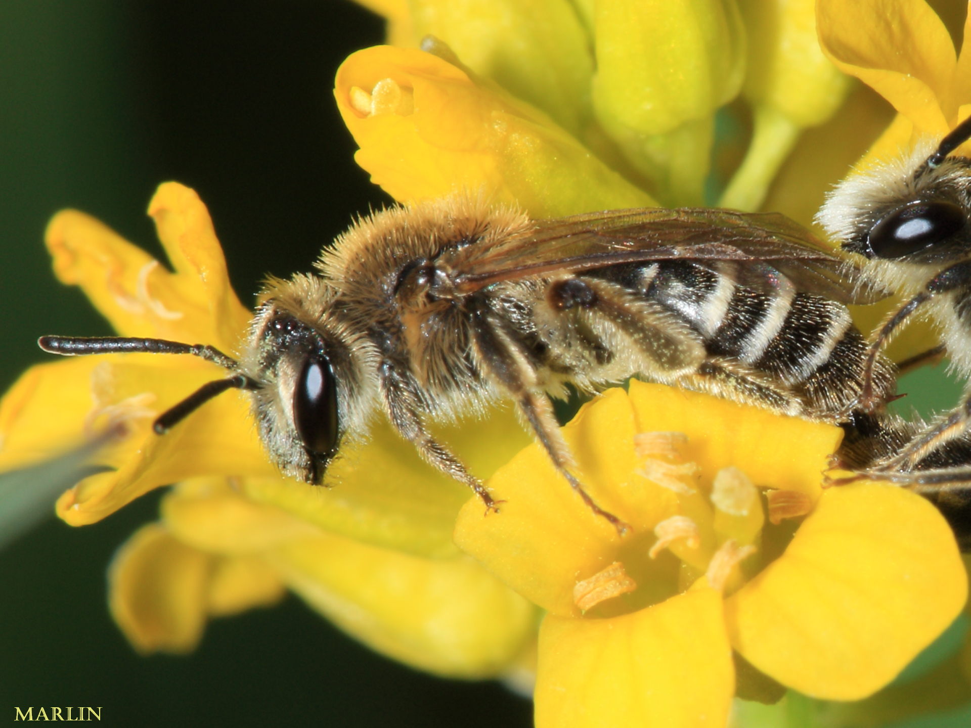 Andrenid bee queen closeup detail