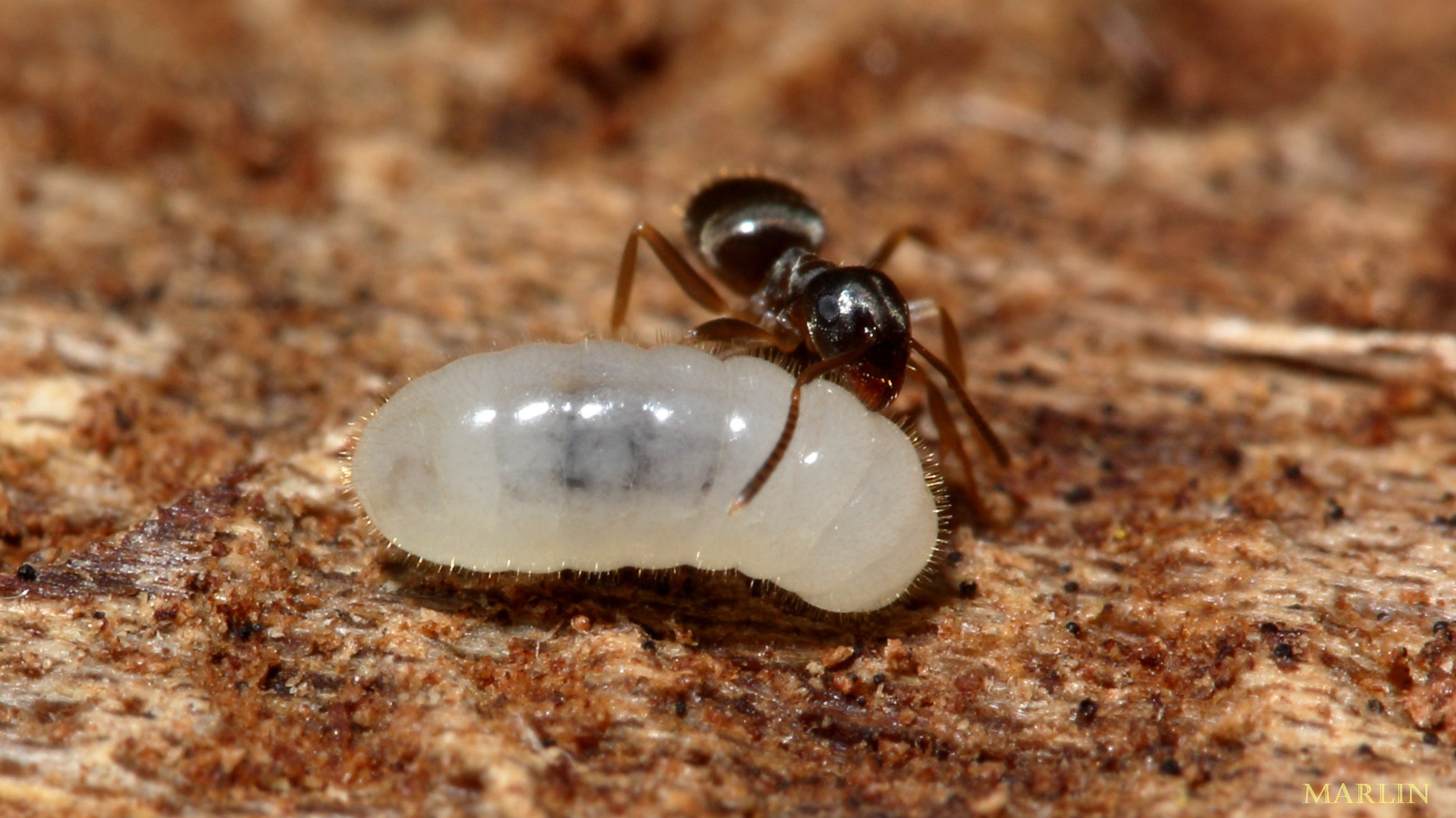 Lasius ant worker and ant larva