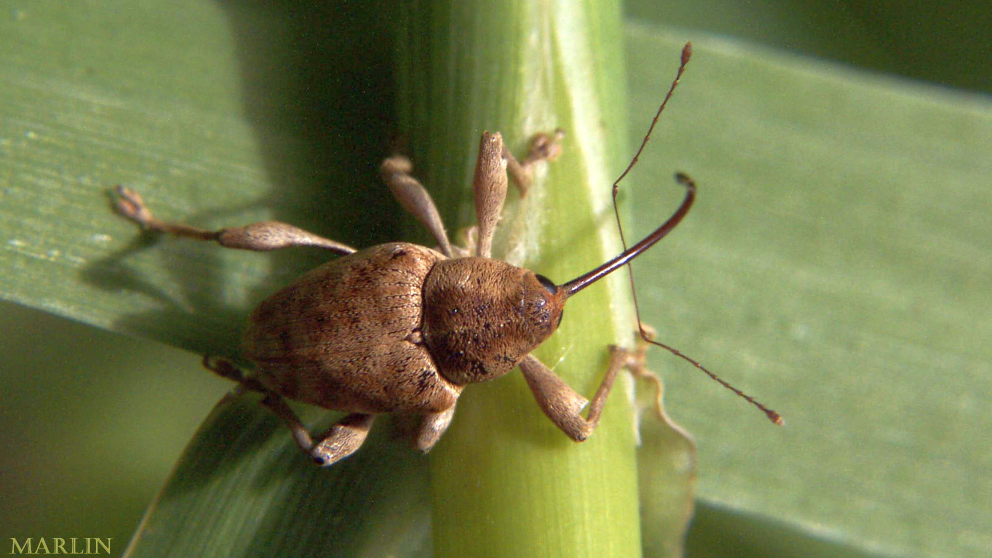 Acorn Weevil Curculio sp. North American Insects Spiders