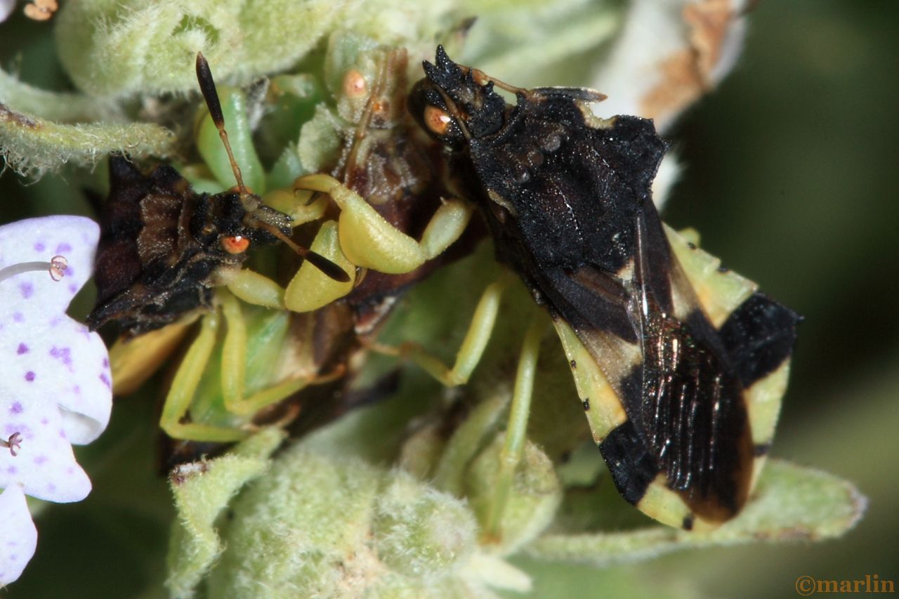 ambush bugs