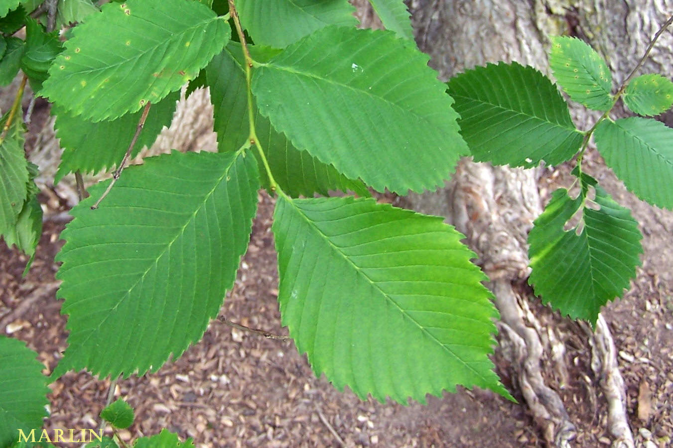 American elm foliage closeup