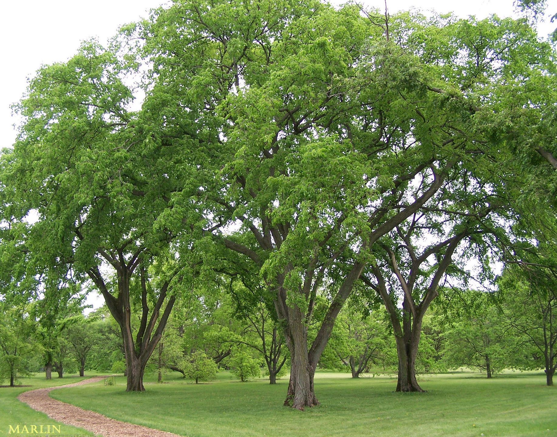 Three American elm trees