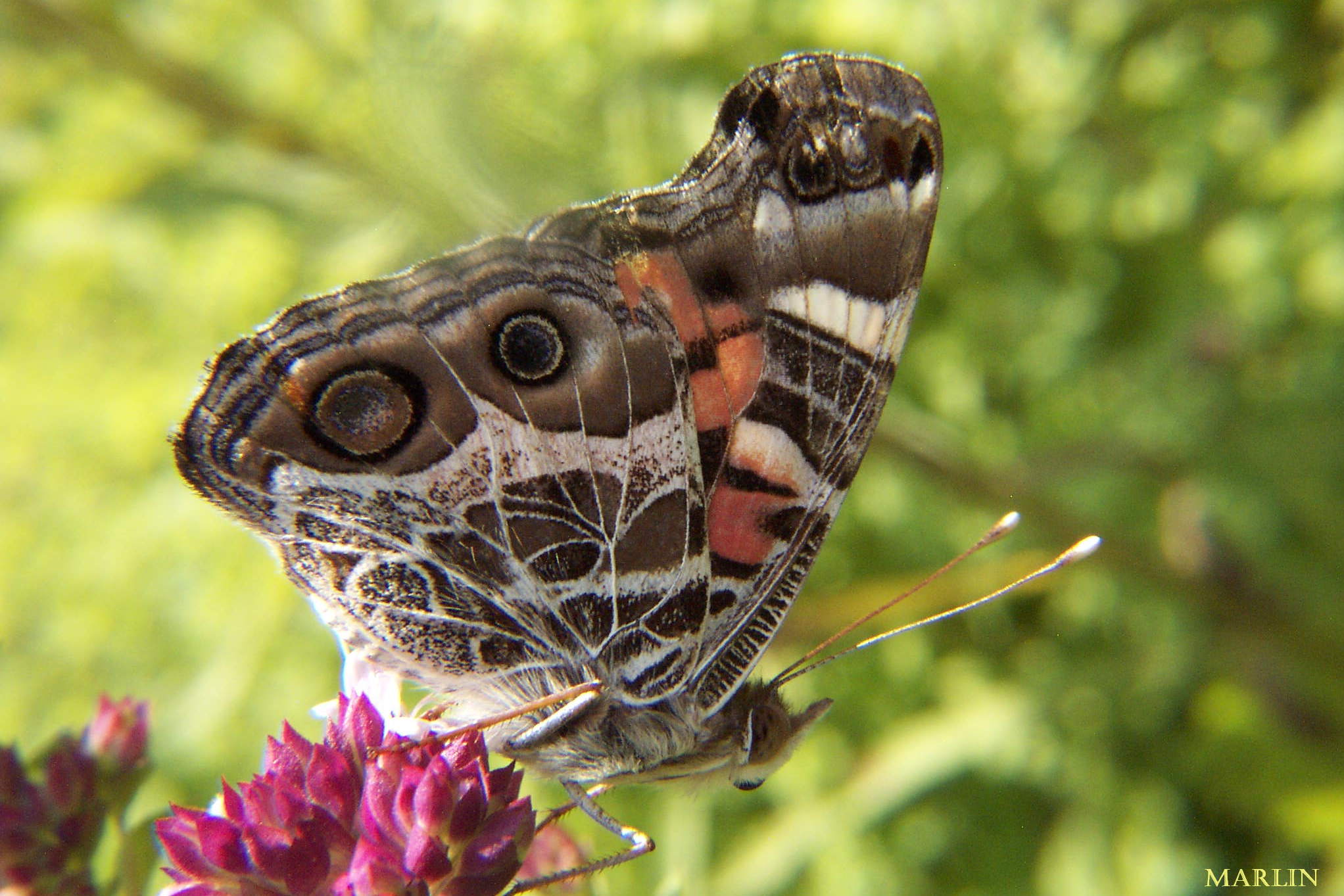 American Painted Lady Butterfly