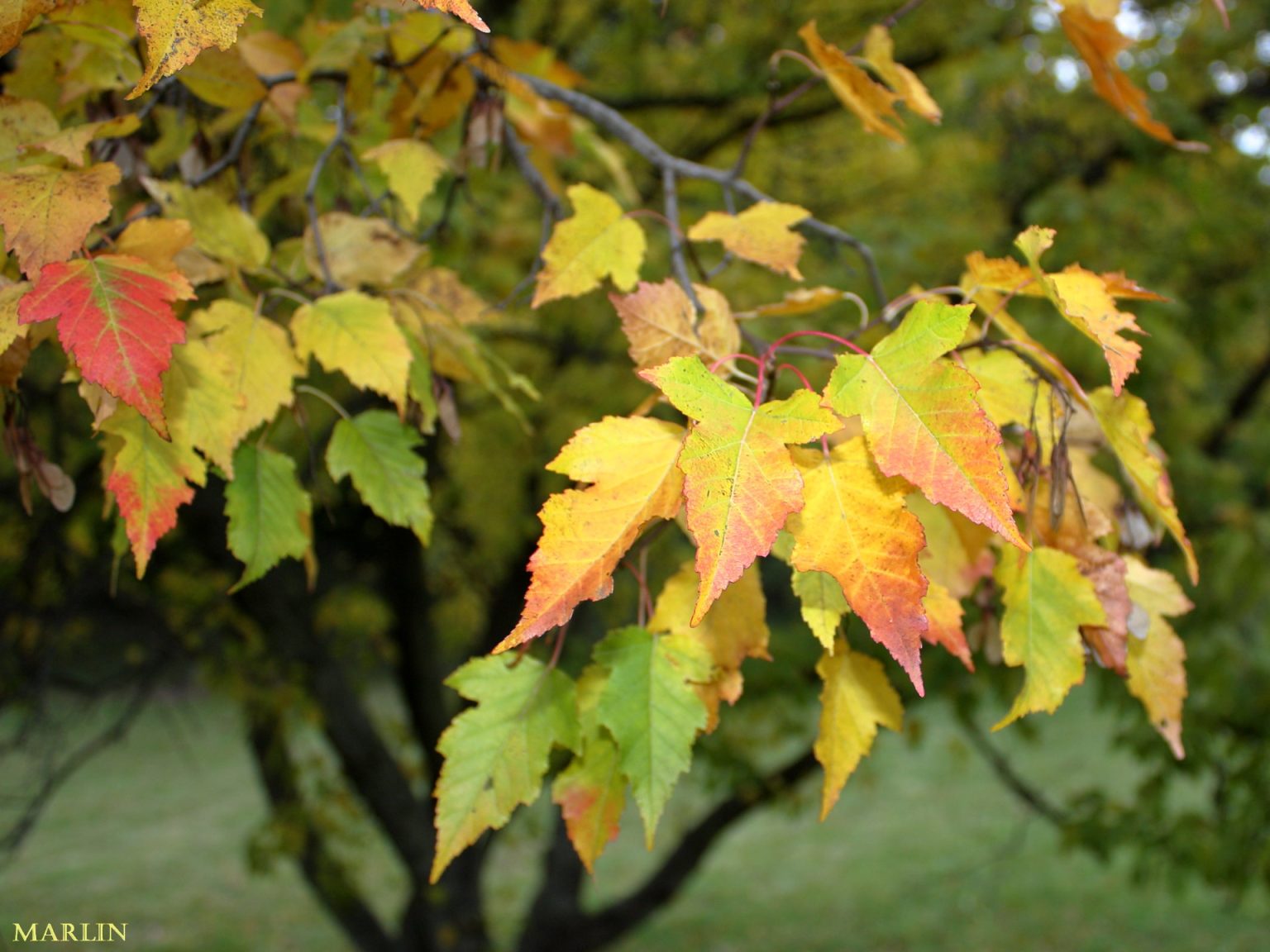 Amur Maple Invsive Amur Maple - North American Insects & spiders