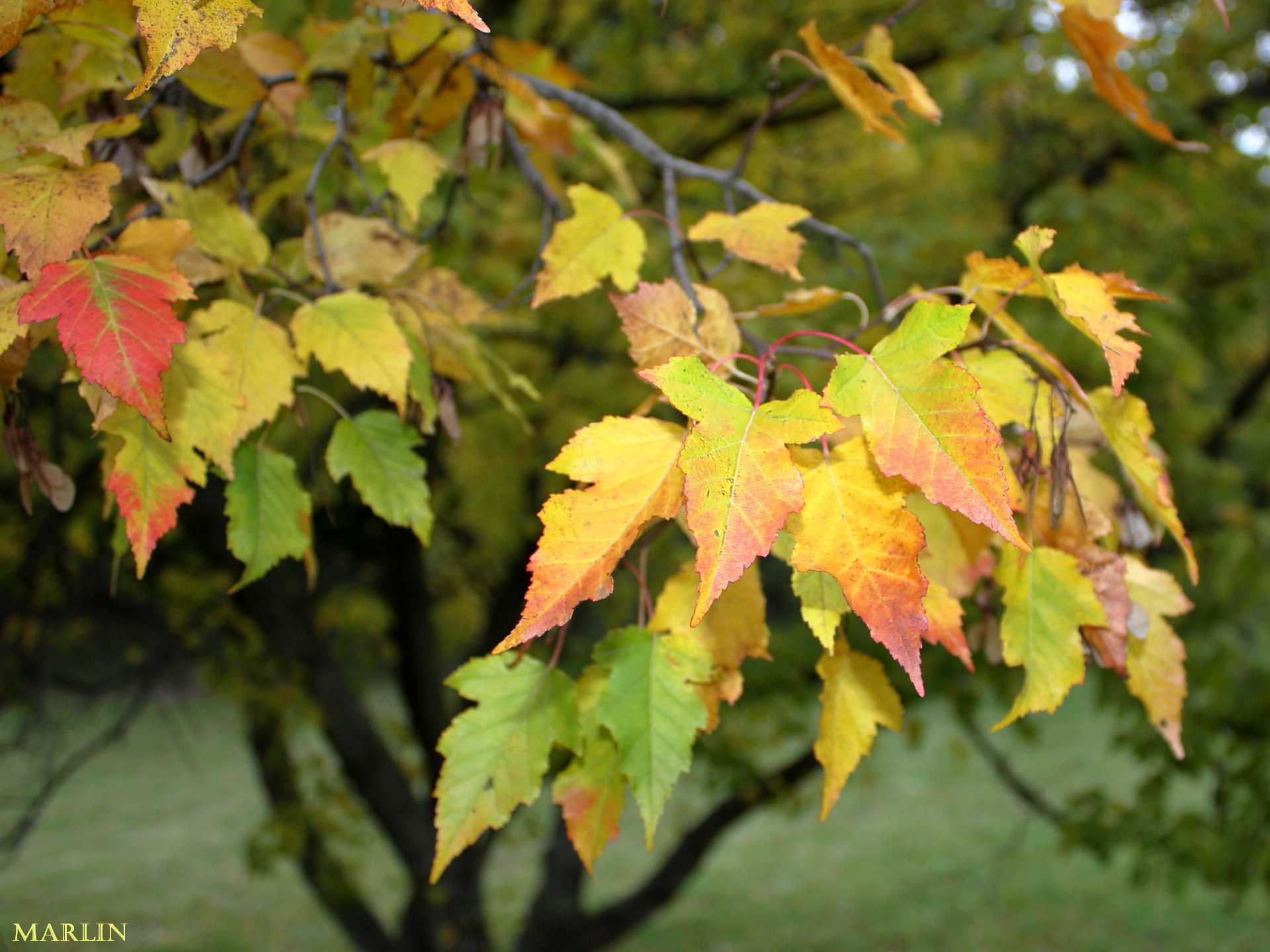 Amur maple fall foliage