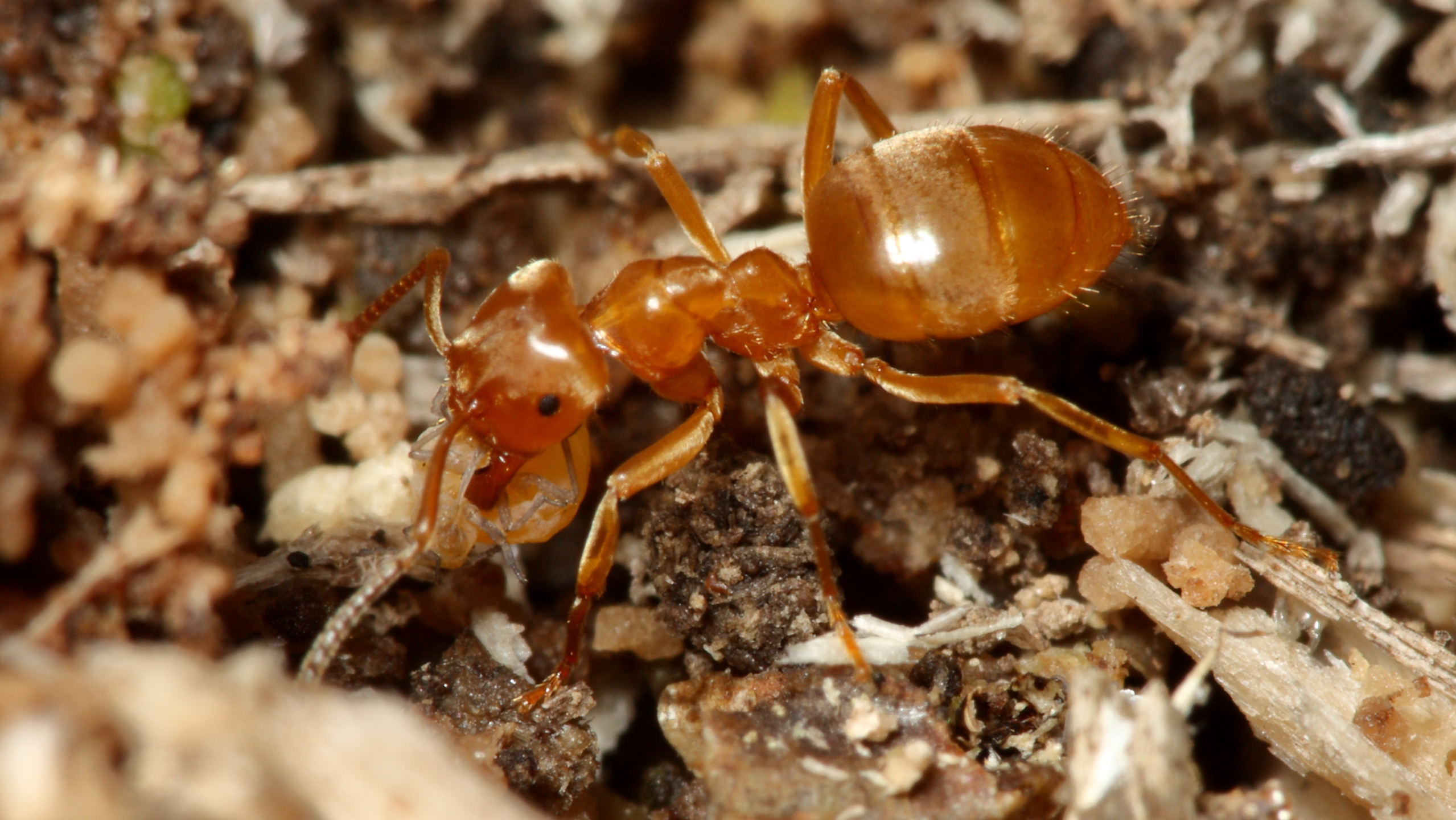 Lasius ant worker with aphid