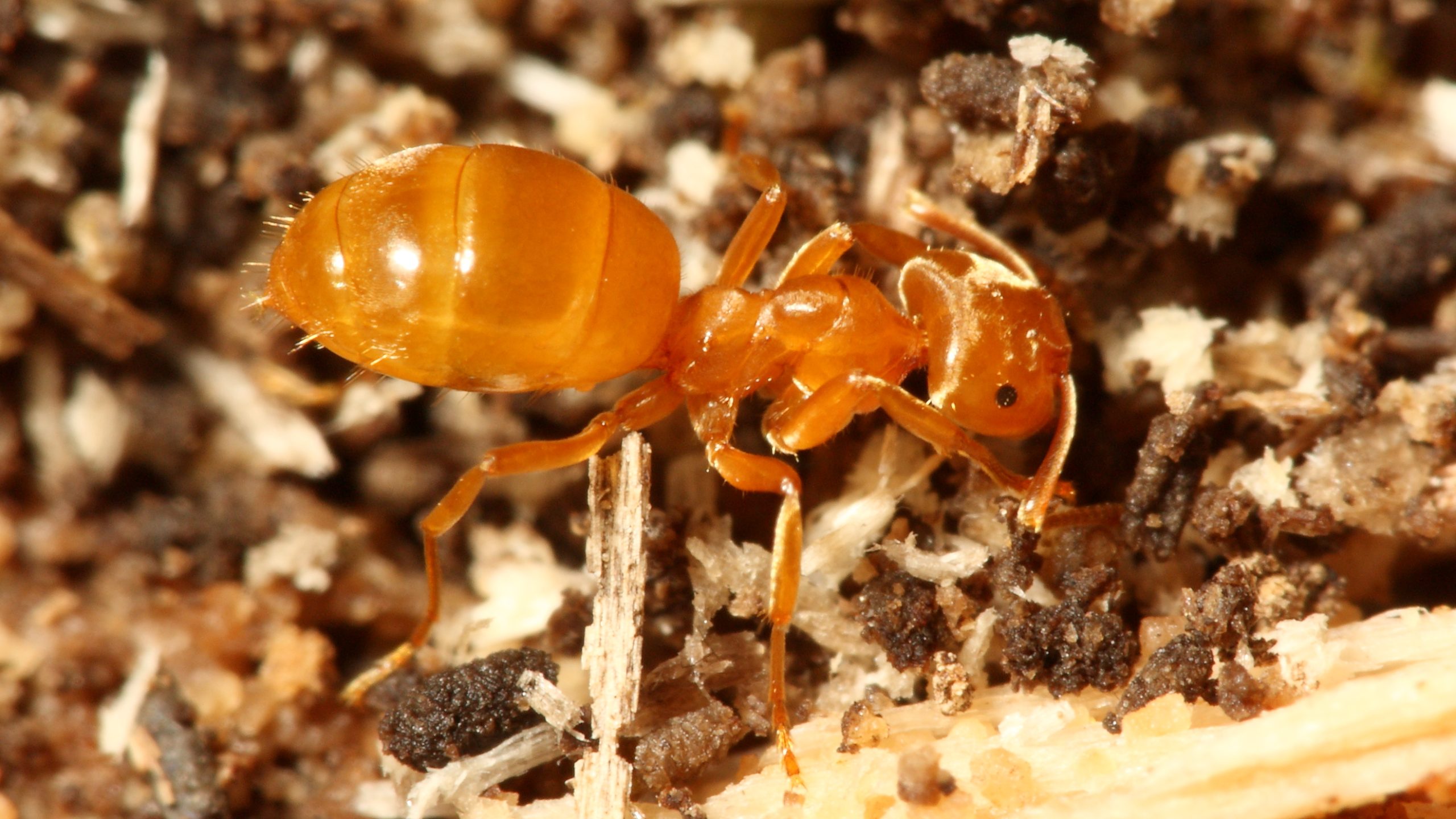 lasius ant worker