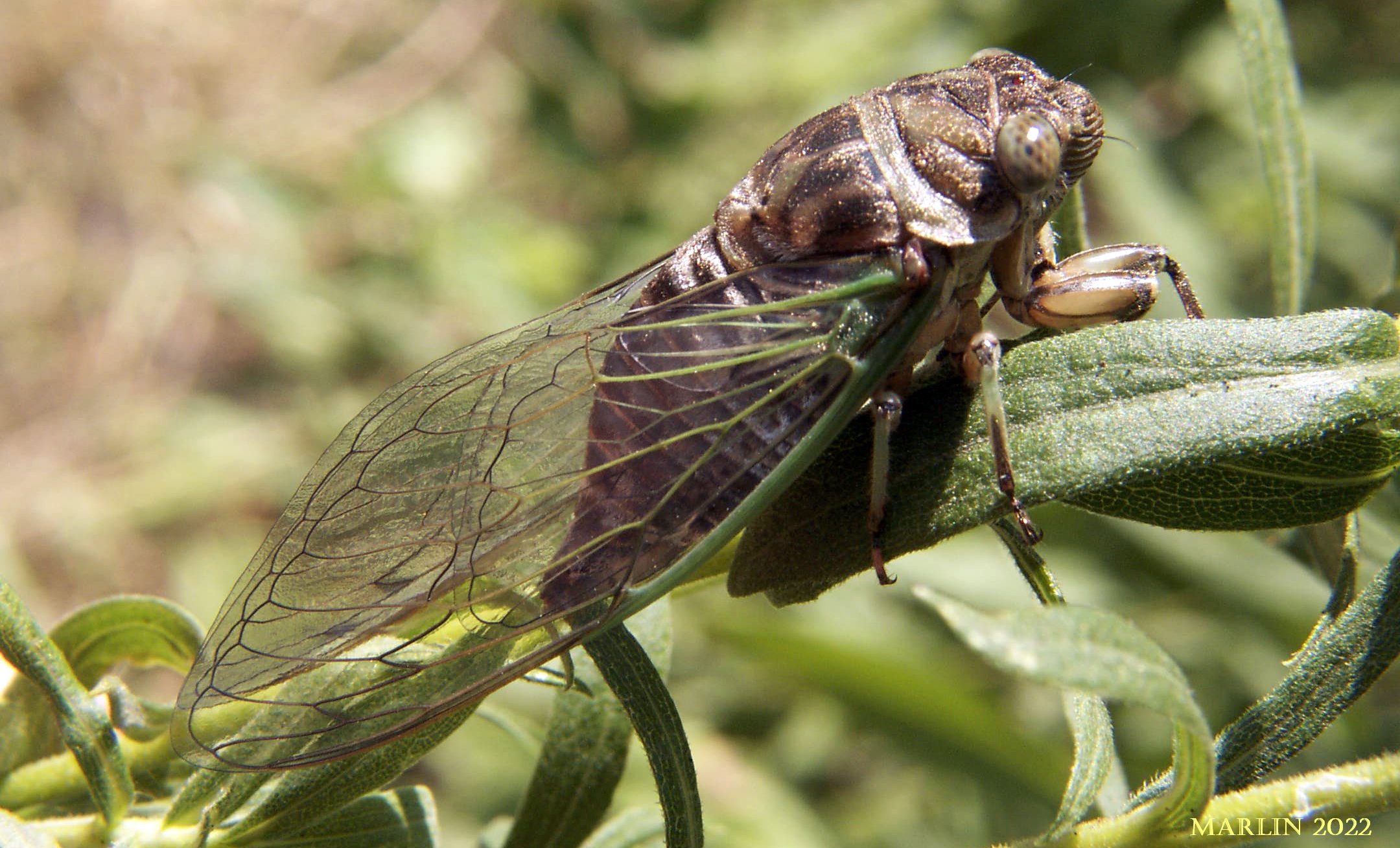 Annual cicada Tibicen canicularis