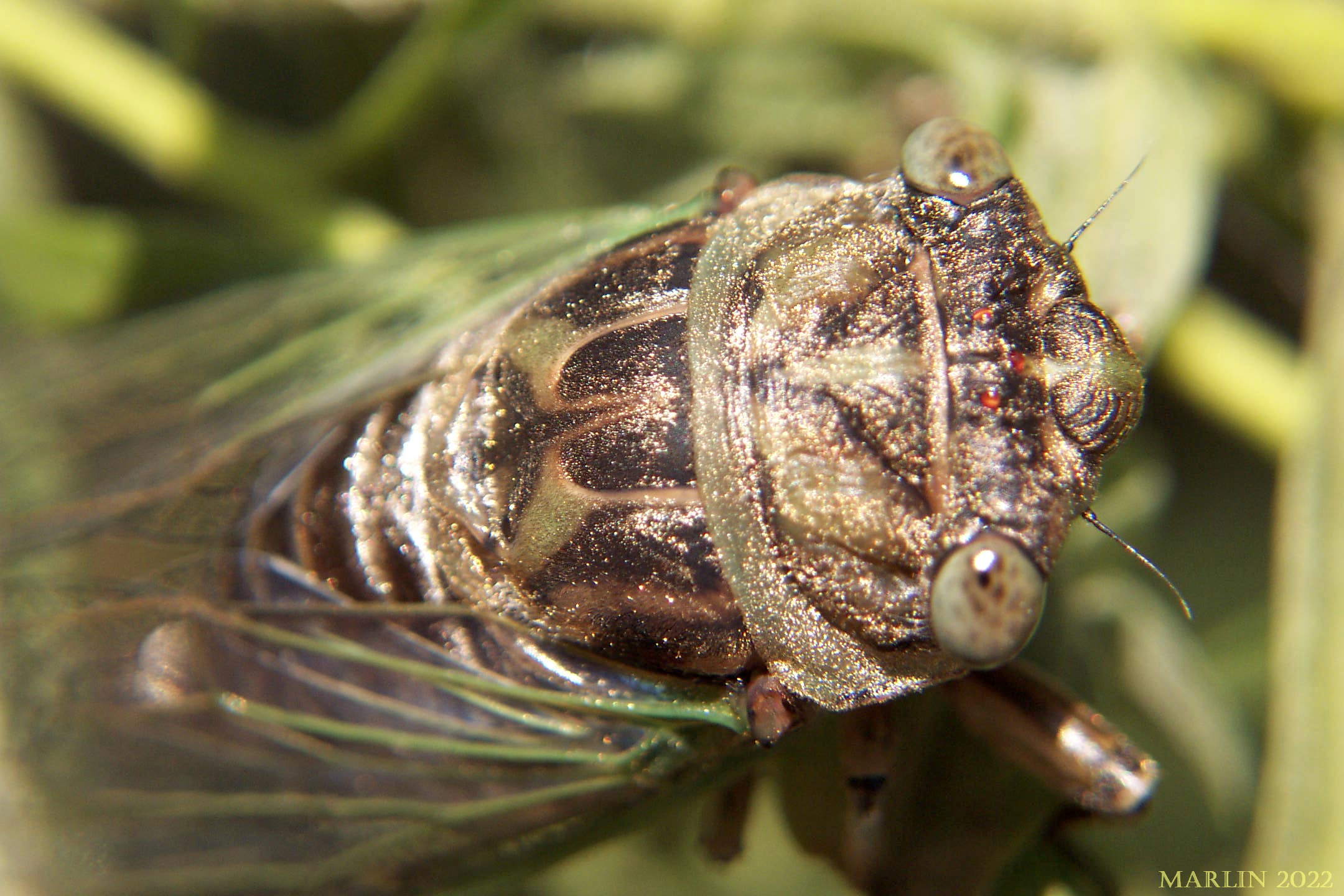Annual cicada Tibicen canicularis
