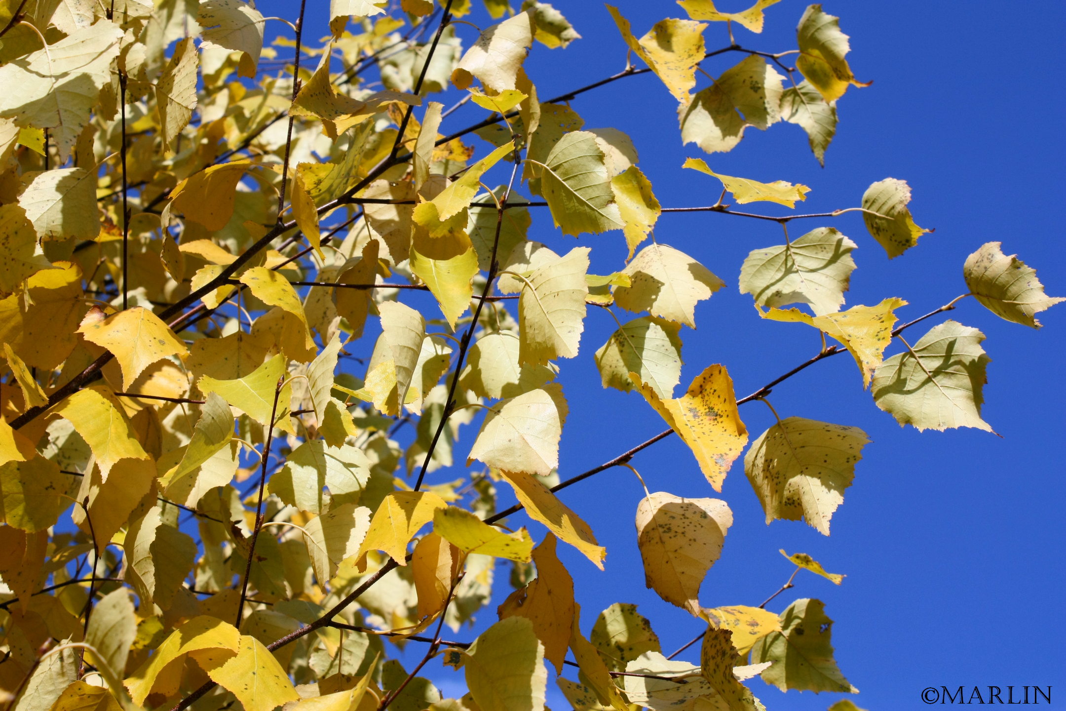 Asian white birch foliage