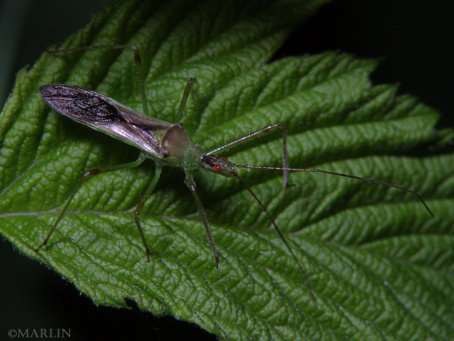 Assassin bug