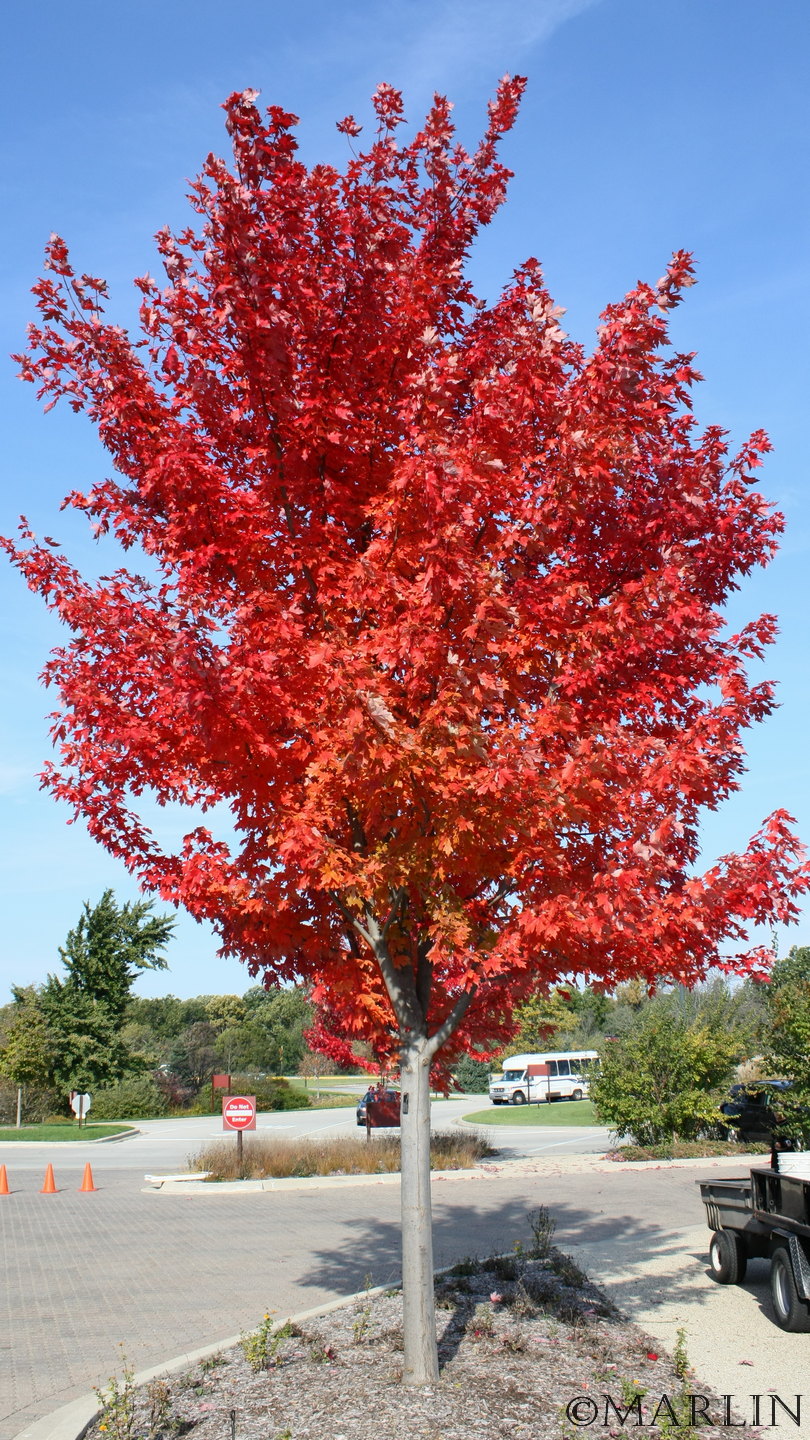 autumn blaze maple