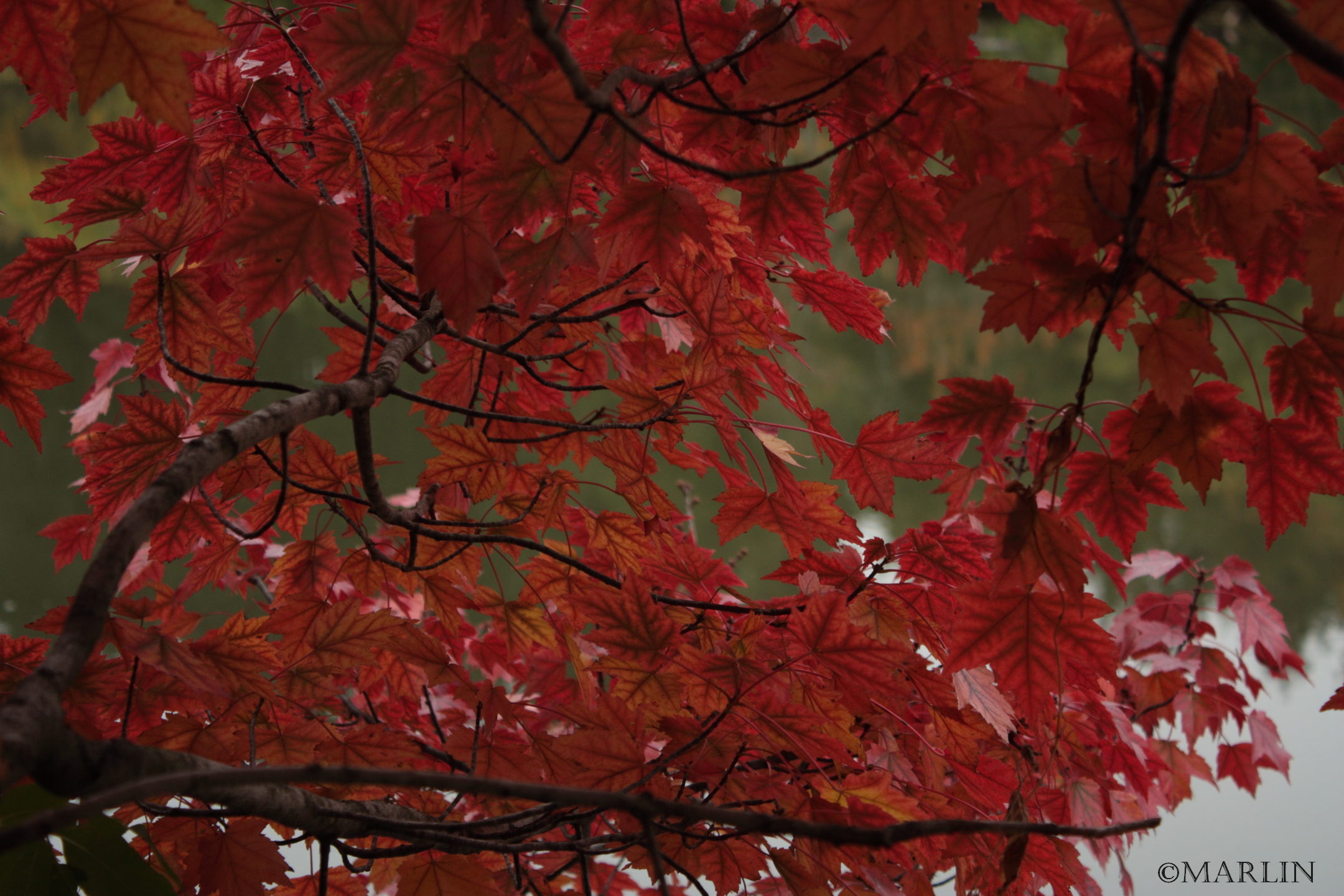Autumn flame maple foliage