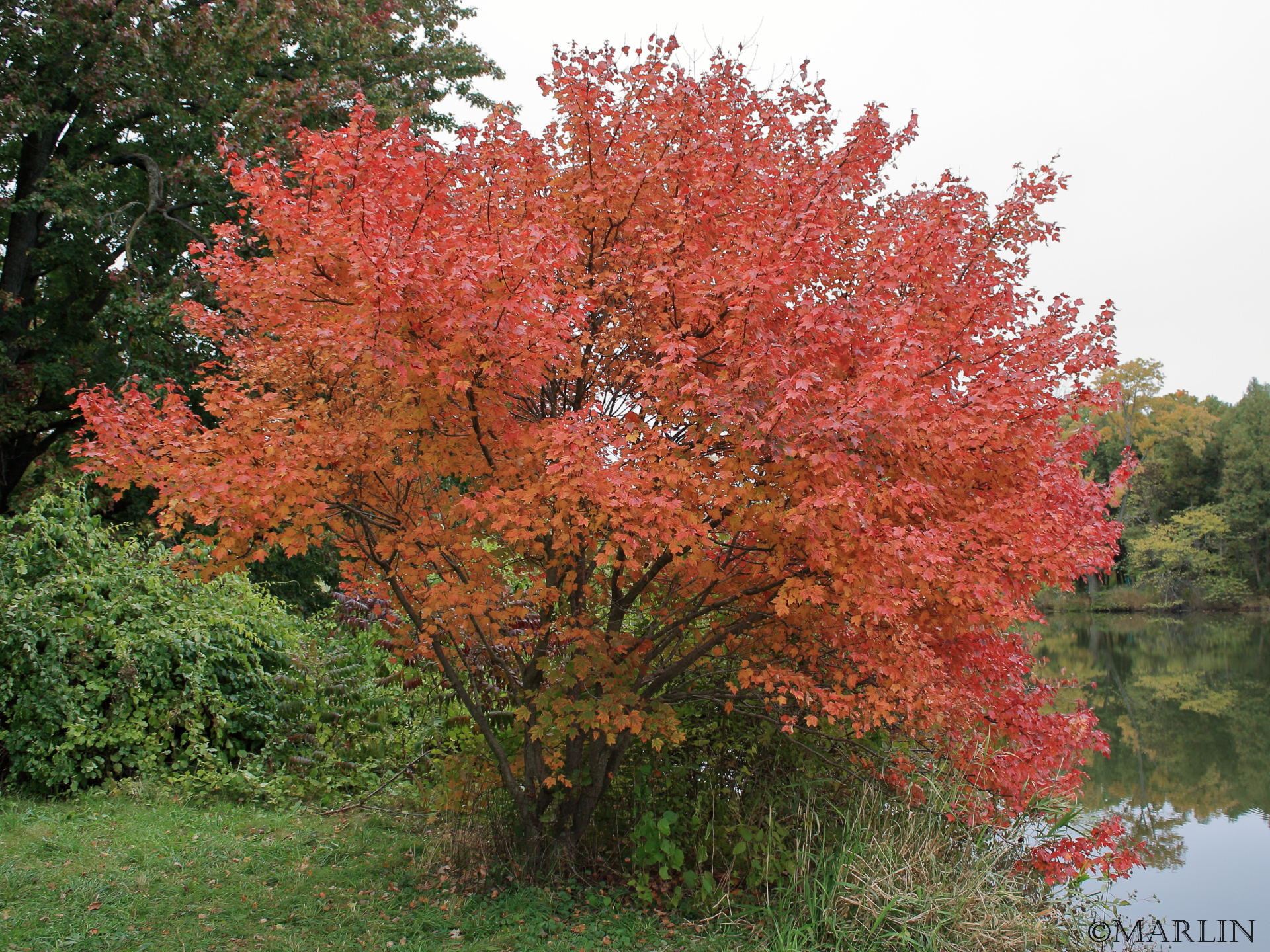 Autumn flame maple