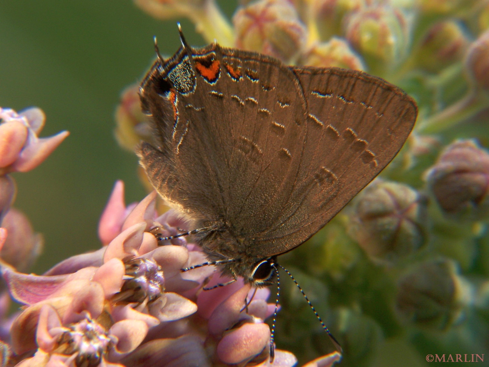 Banded Hairstreak butterfly