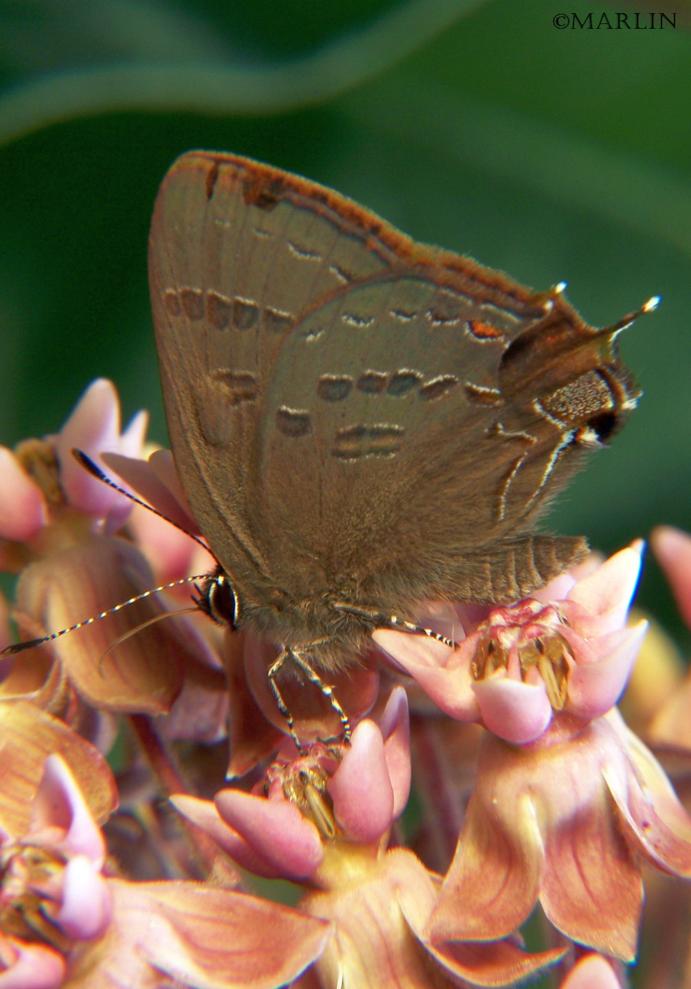 Banded hairstreak butterfly