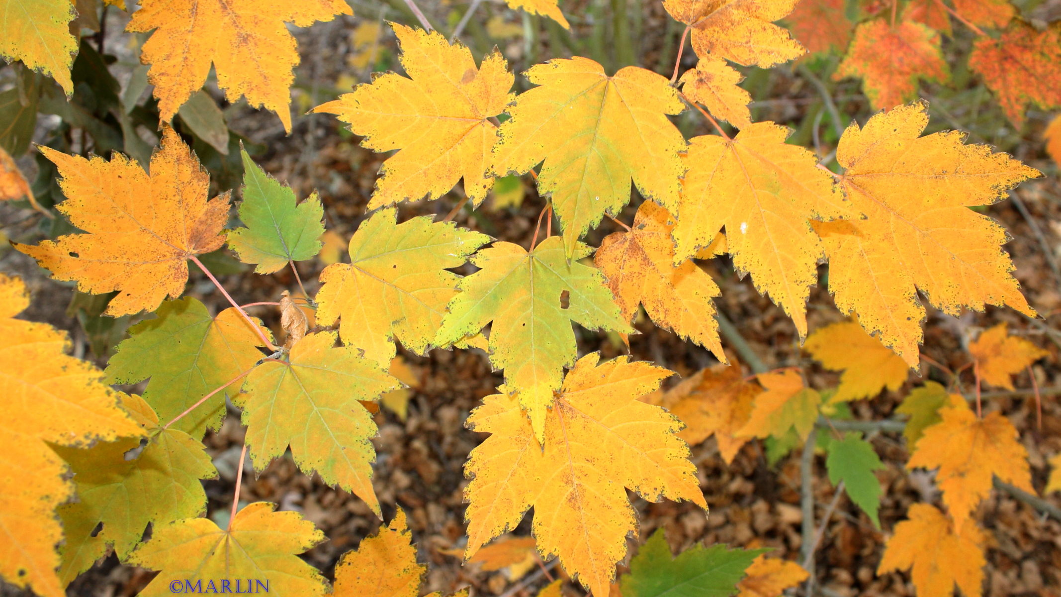 bearded maple fall foliage